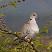 Mourning Collared Dove