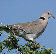 Mourning Collared Dove