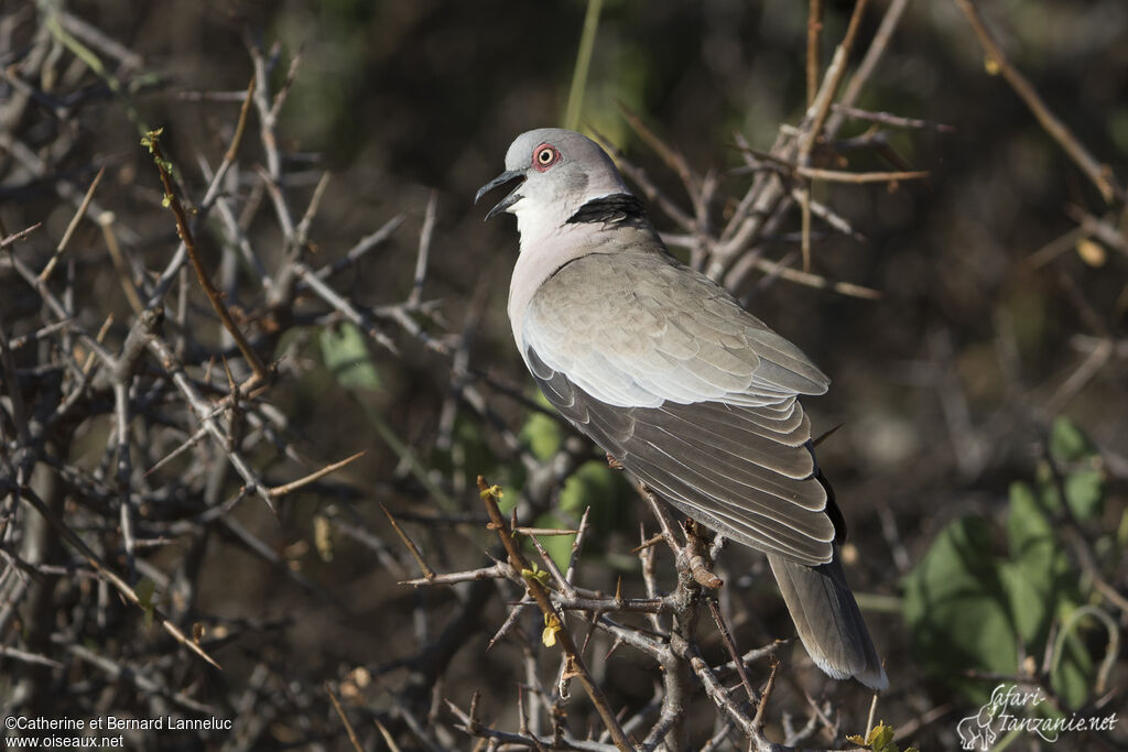 Mourning Collared Doveadult, aspect