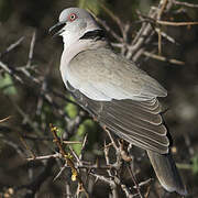 Mourning Collared Dove