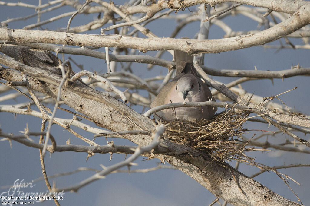 Mourning Collared Doveadult, Reproduction-nesting