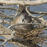 Mourning Collared Dove