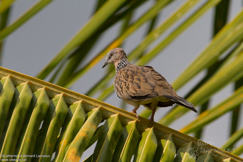 Spotted Doveadult, identification