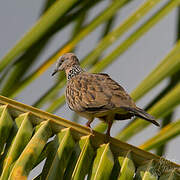 Spotted Dove