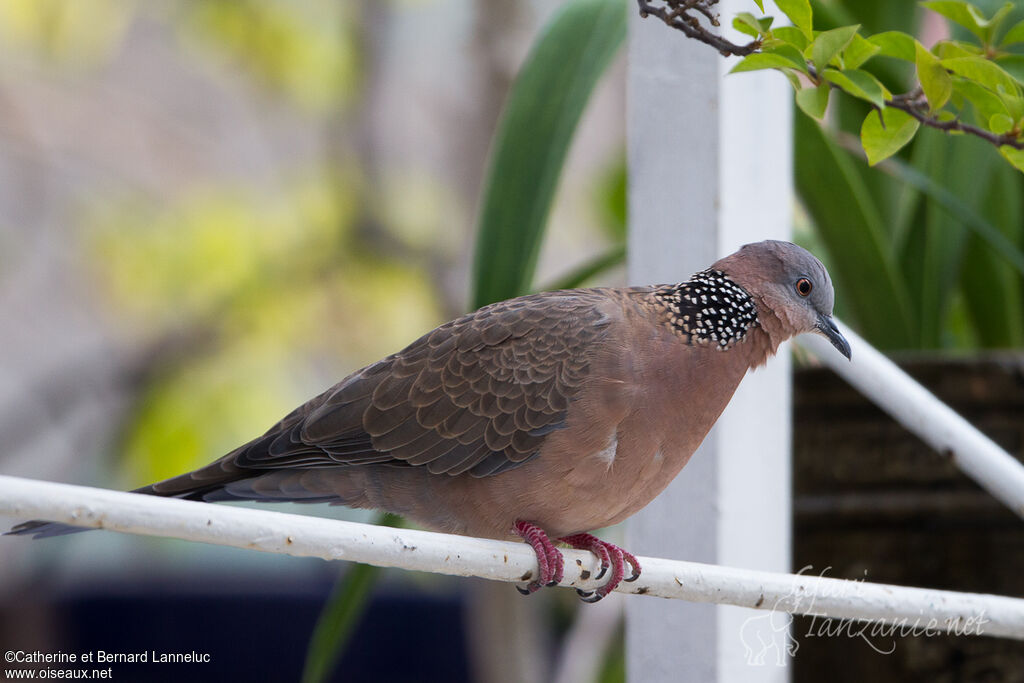 Spotted Doveadult, identification