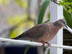 Spotted Dove