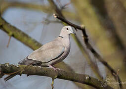 Eurasian Collared Dove