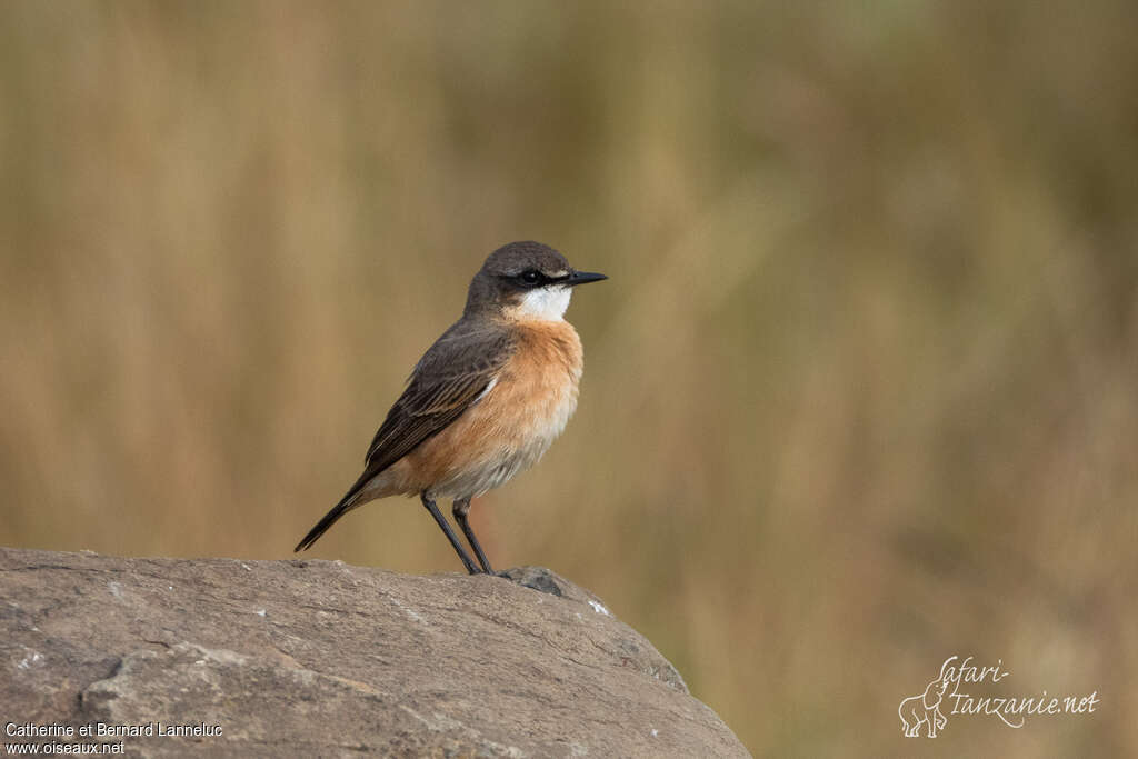 Red-breasted Wheatearadult, identification