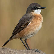 Red-breasted Wheatear