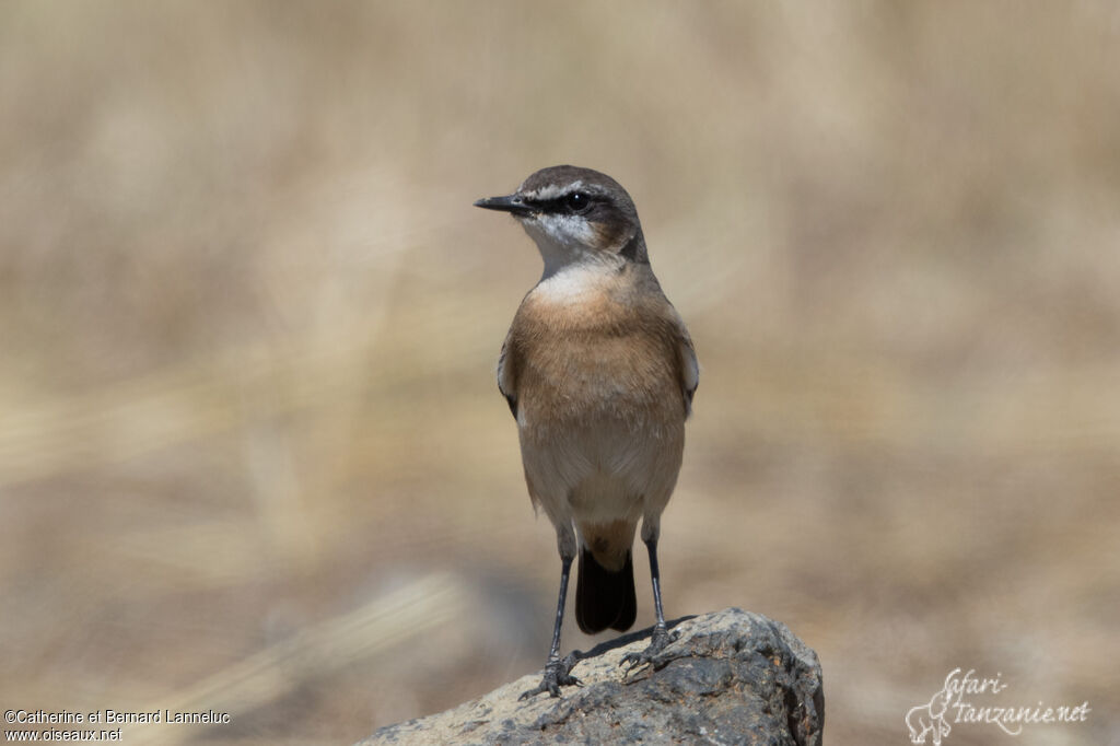 Red-breasted Wheatearadult