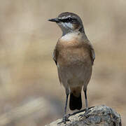 Rusty-breasted Wheatear