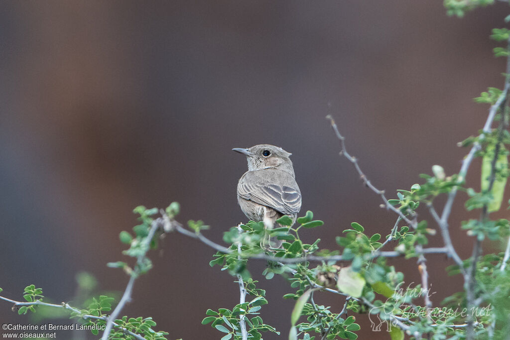 Brown-tailed Rock Chatadult