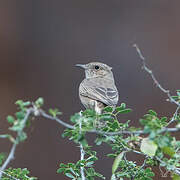 Brown-tailed Rock Chat