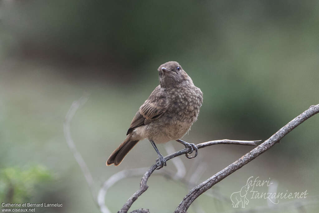 Brown-tailed Rock Chatimmature, identification