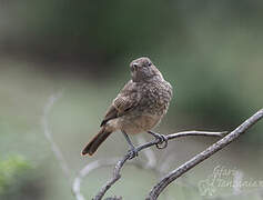 Brown-tailed Rock Chat