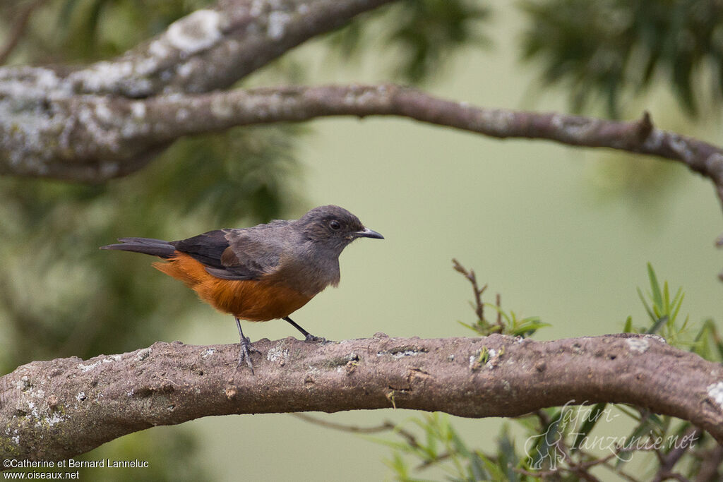 Mocking Cliff Chat female adult