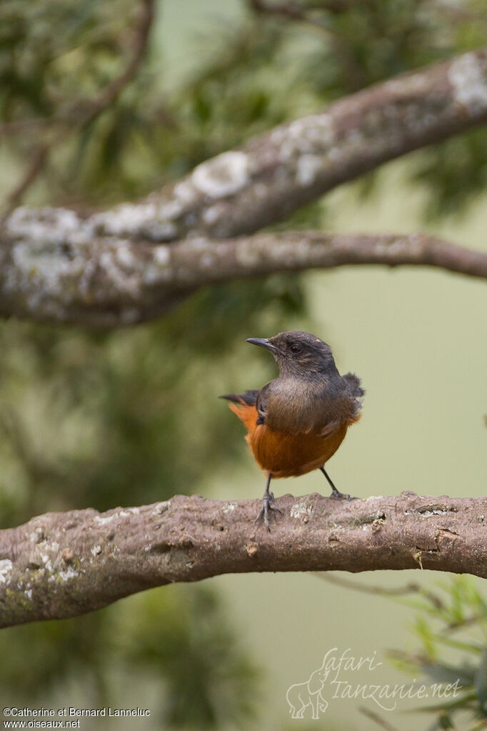 Mocking Cliff Chat female adult, Behaviour