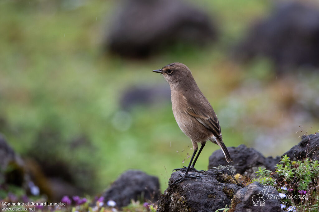 Moorland Chatadult, identification