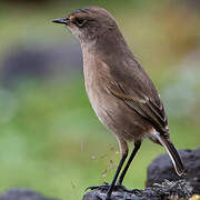 Moorland Chat