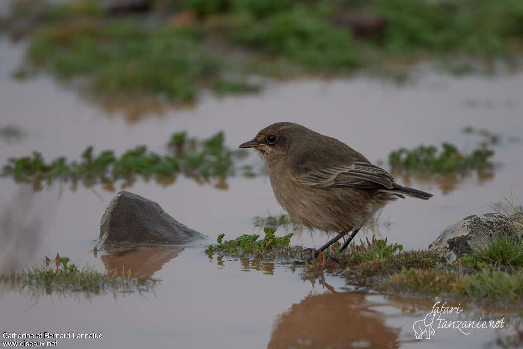 Traquet afroalpinadulte, habitat