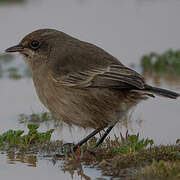 Moorland Chat