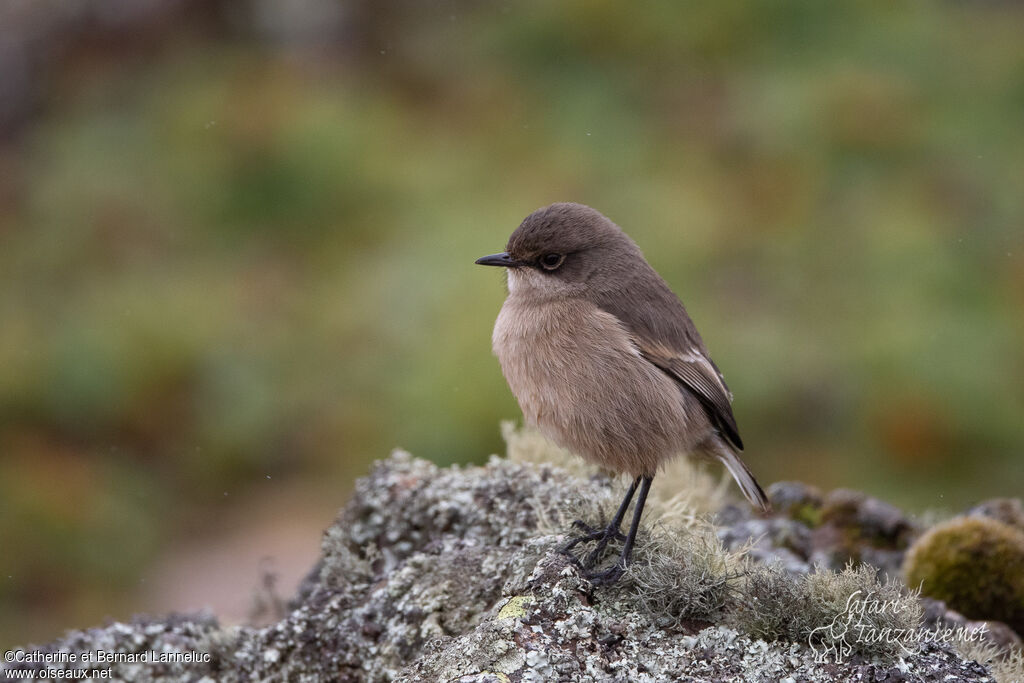 Moorland Chatadult, identification