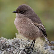 Moorland Chat