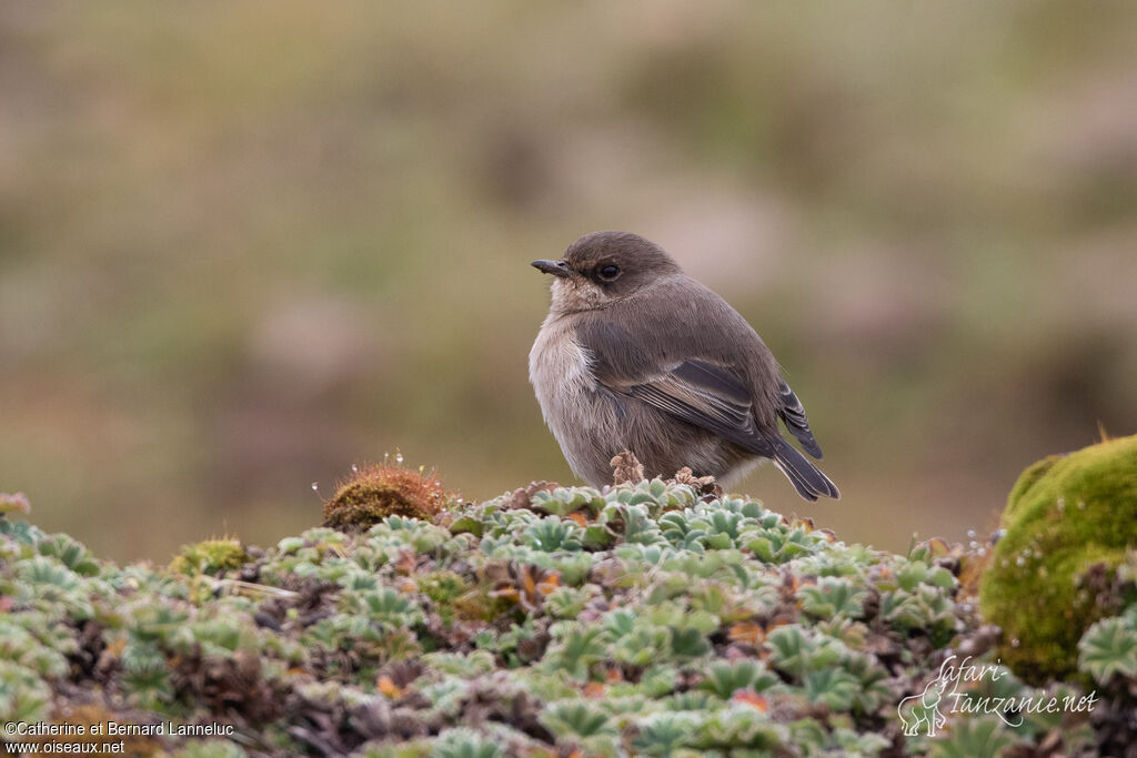 Moorland Chatadult, habitat