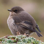 Moorland Chat