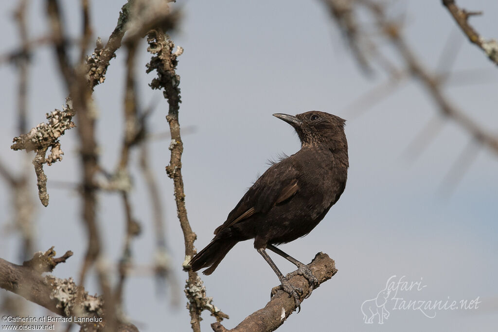 Traquet brunadulte, identification