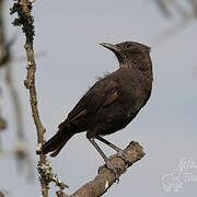 Anteater Chat