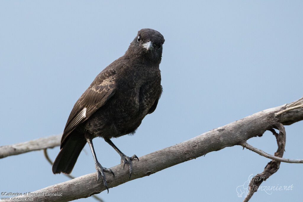 Traquet brunimmature, identification