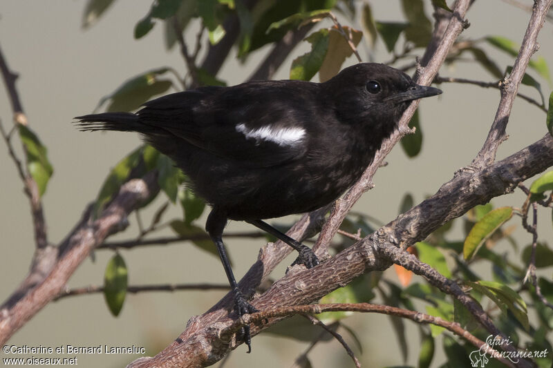 Sooty Chat male adult, identification