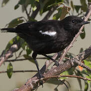 Sooty Chat