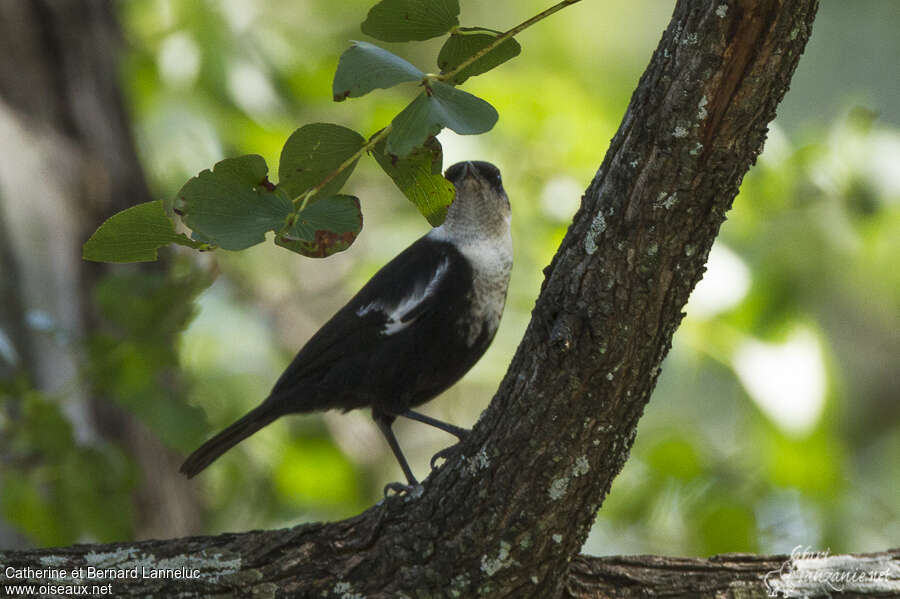 Arnot's Chat female adult, habitat, pigmentation