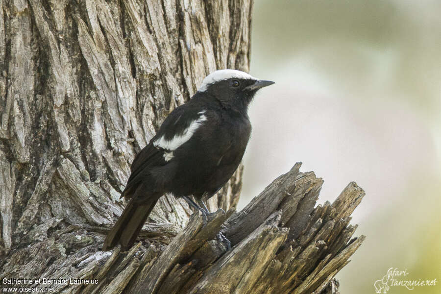 Traquet d'Arnott mâle adulte, identification