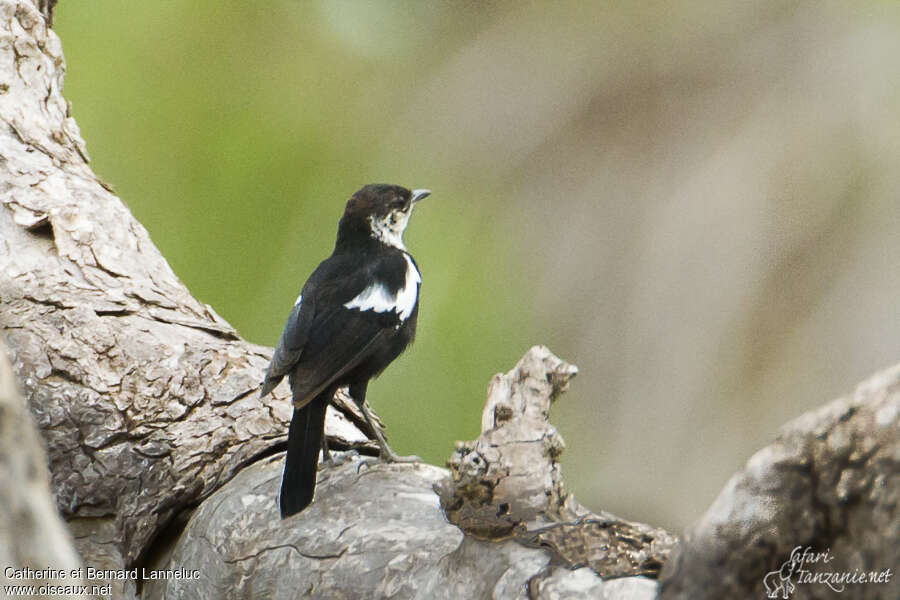 Arnot's Chat female adult, identification