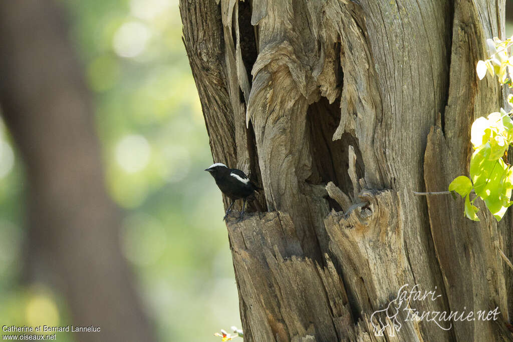 Arnot's Chat male adult, Reproduction-nesting