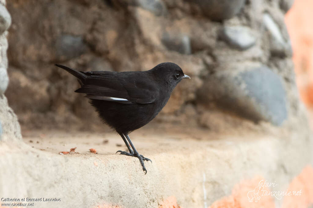 Rüppell's Black Chatadult, identification