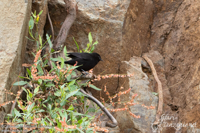 Rüppell's Black Chatadult, habitat