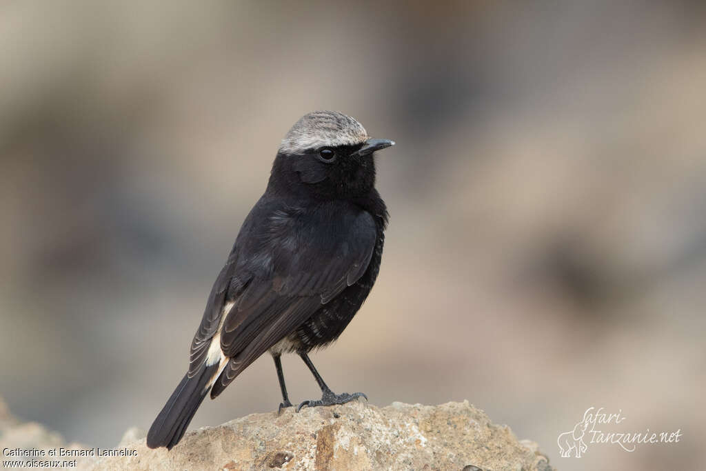 Abyssinian Wheatear male adult, identification