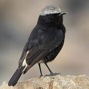 Abyssinian Wheatear