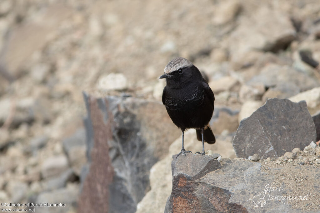 Abyssinian Wheatear male adult, habitat