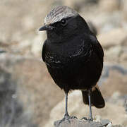 Abyssinian Wheatear