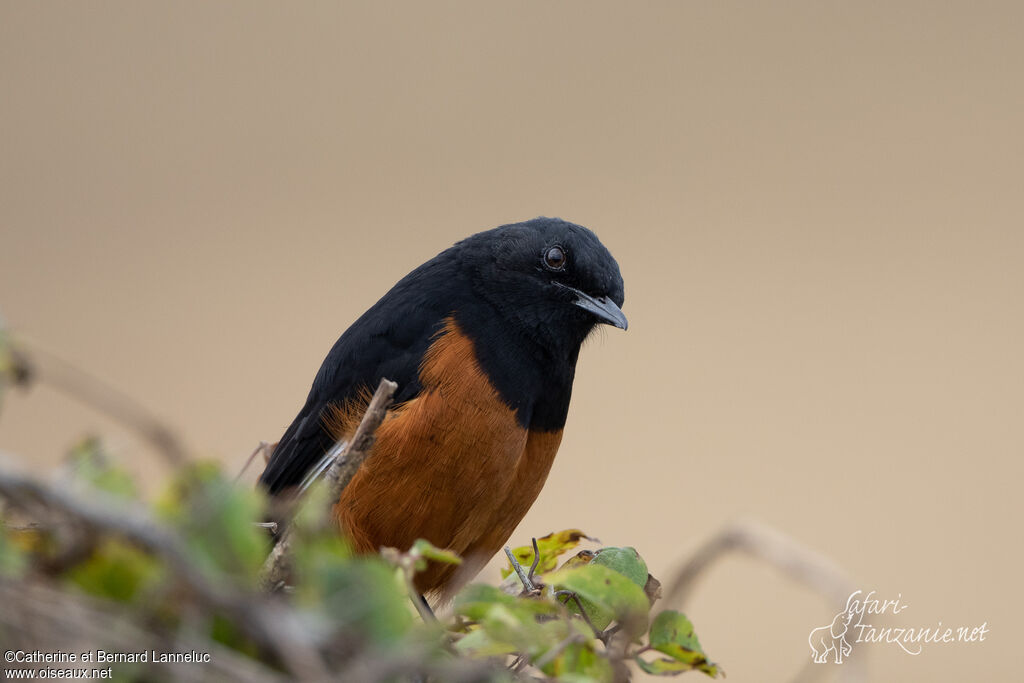 White-winged Cliff Chat male adult