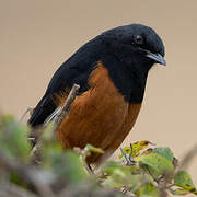 White-winged Cliff Chat