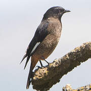 White-winged Cliff Chat