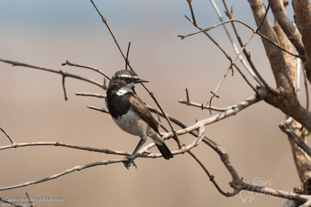 Capped Wheatearadult