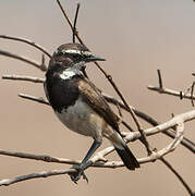 Capped Wheatear