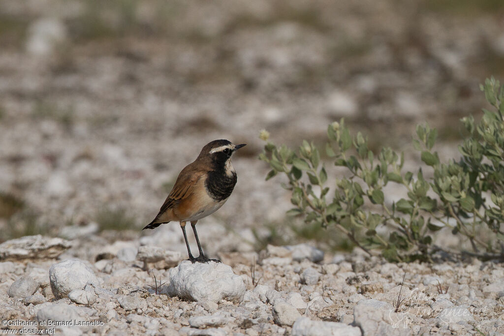 Capped Wheatearadult, identification